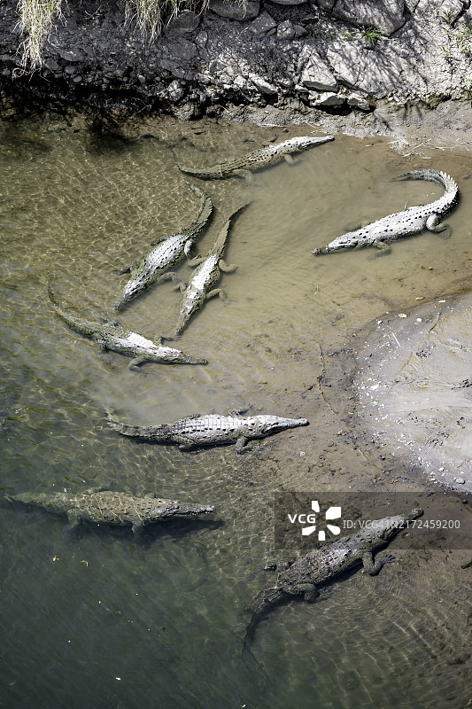 塔科莱斯河的美国鳄鱼，位于哥斯达黎加卡拉拉国家公园图片素材