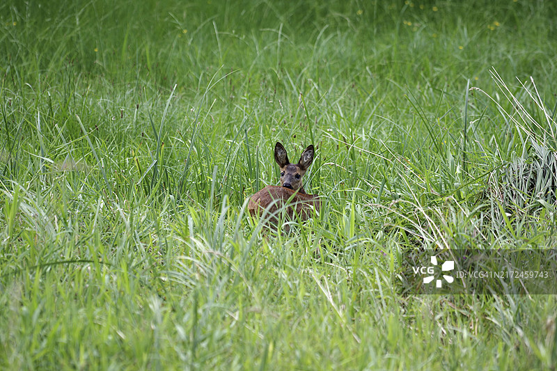 欧洲狍，雌性卧在草地上，德国图片素材