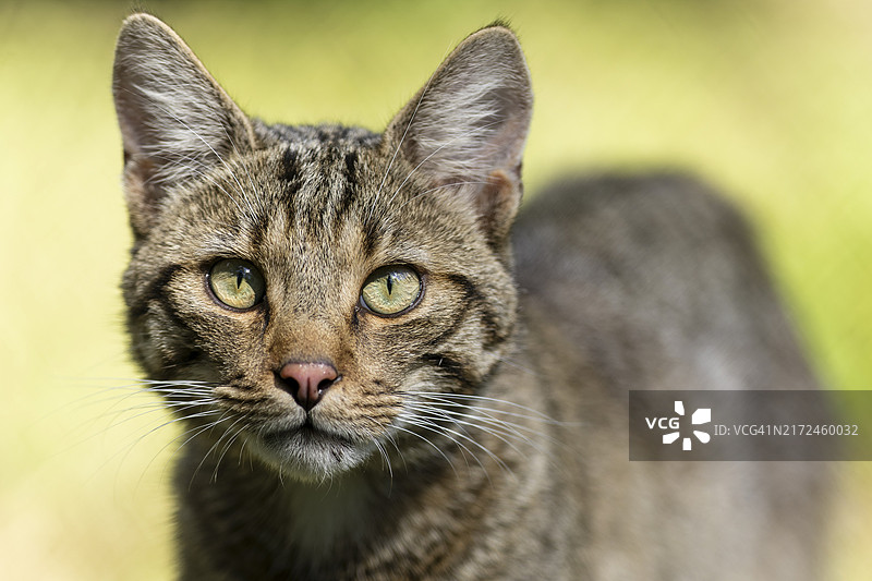 直视镜头的野猫特写，眼睛清晰可辨，野猫（Felis silvestris），德国，欧洲图片素材