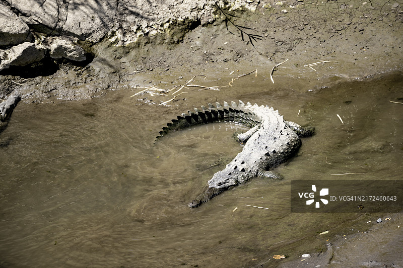 美洲鳄鱼：塔科莱斯河，卡拉拉国家公园，哥斯达黎加图片素材