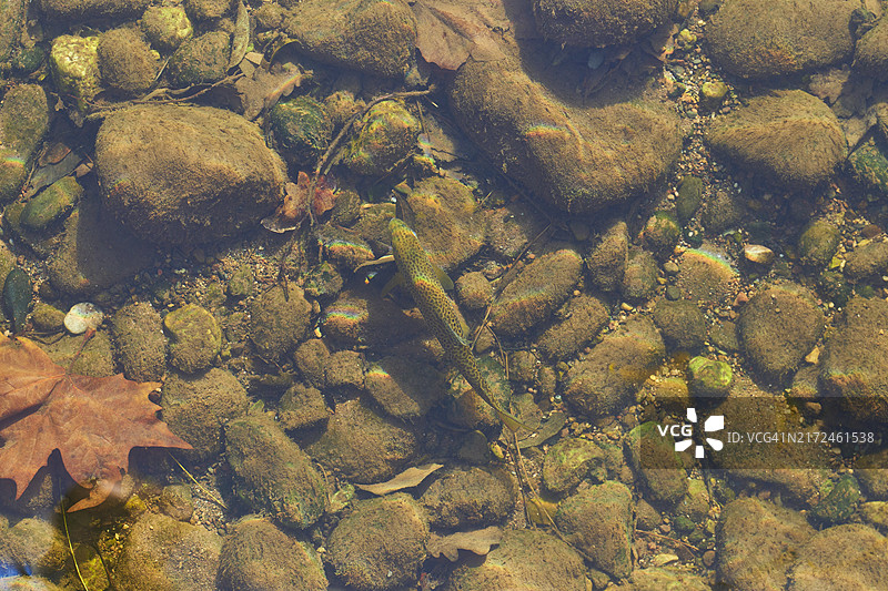 俯视角度拍摄的白天河流中一群鳟鱼在水下游泳图片素材