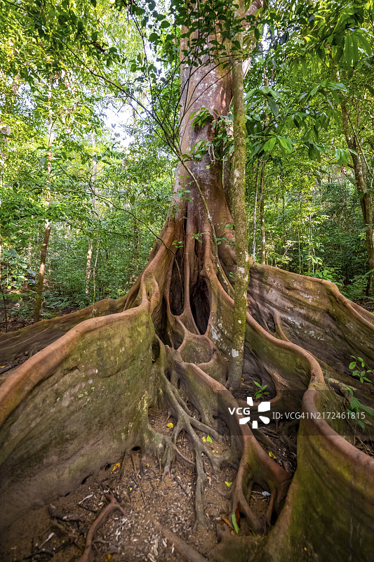 哥斯达黎加科尔科瓦多国家公园的美洲无花果树根，位于中美洲图片素材
