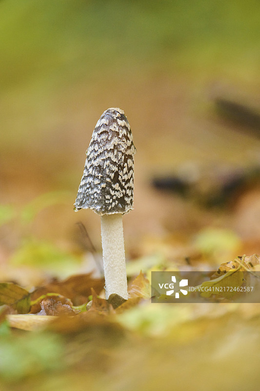 秋季德国巴伐利亚森林中的鹊菇图片素材