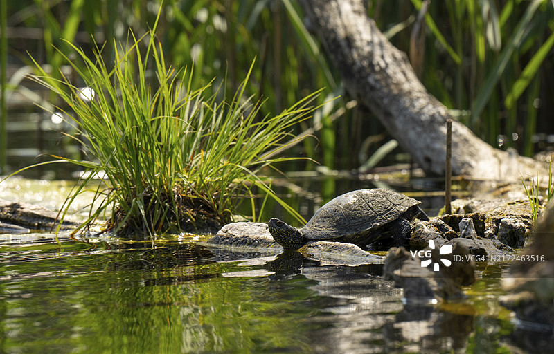 欧洲泽龟，雌性，树干，水中，下奥地利图片素材