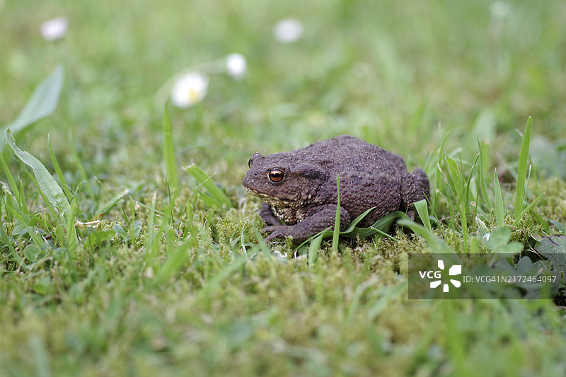 普通蟾蜍（Bufo Bufo），雌性，青蛙，草地，花园中蟾蜍的特写图片素材