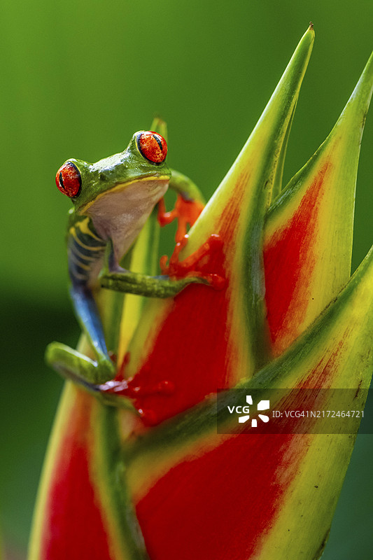红眼树蛙，栖息在假天堂鸟花朵上，哥斯达黎加埃雷迪亚省，中美洲图片素材