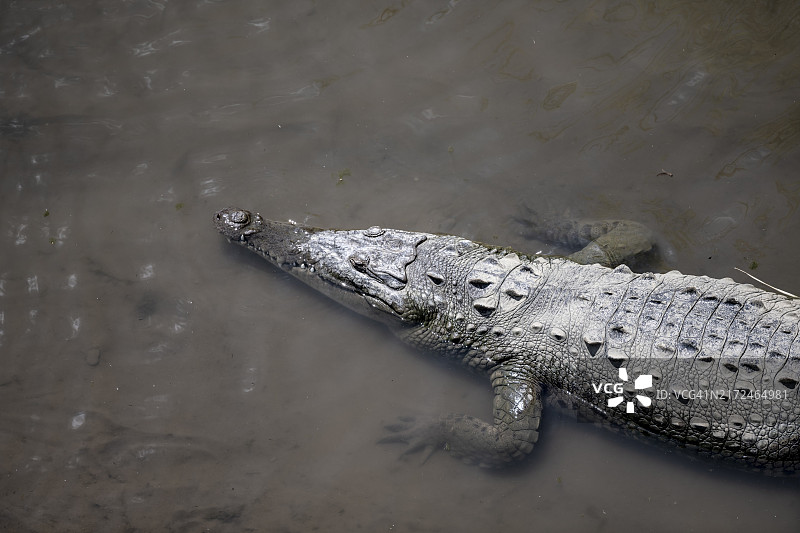 从上方俯视，在哥斯达黎加蓬塔雷纳斯省卡拉拉国家公园塔科莱斯河中游泳的美洲鳄图片素材