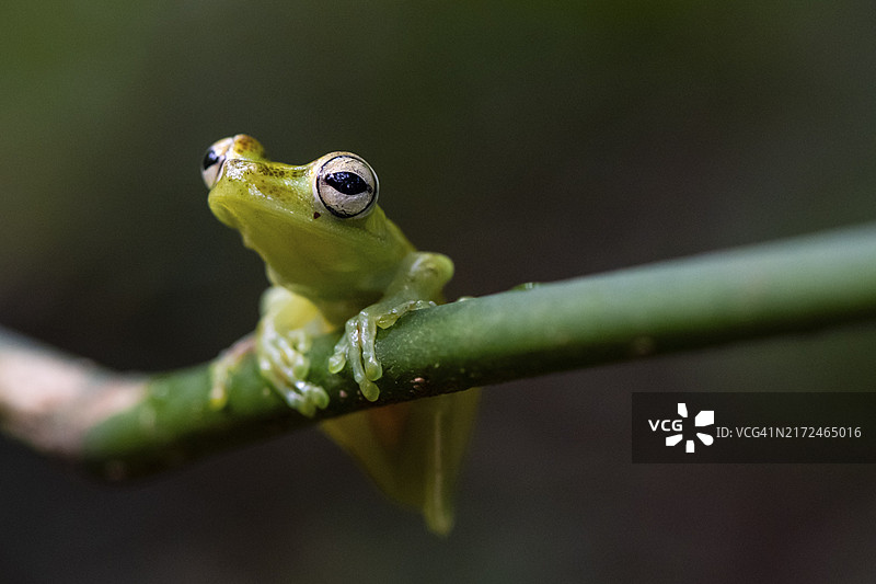 玻璃蛙坐在茎上，埃雷迪亚省，哥斯达黎加，中美洲图片素材
