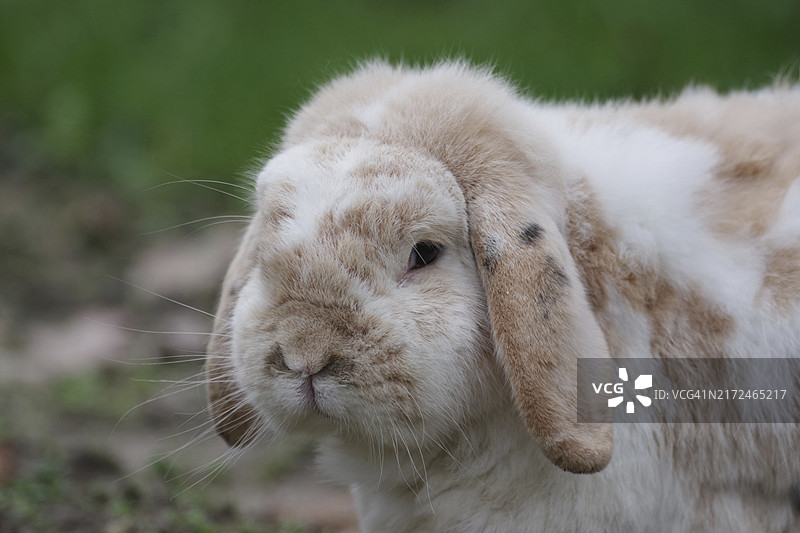 家兔特写：头部和耳朵图片素材