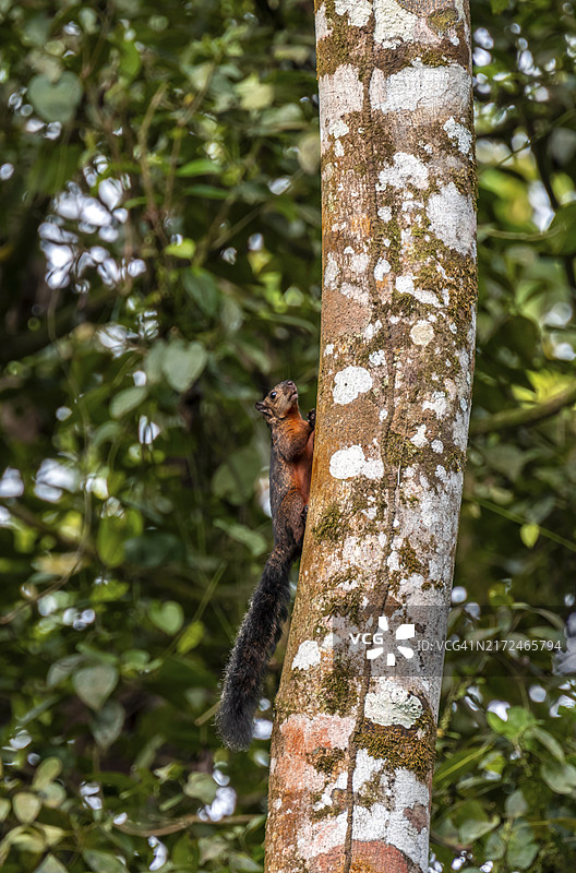 杂色松鼠(Sciurus variegatoides)在树干上奔跑,哥斯达黎加埃雷迪亚省,中美洲图片素材
