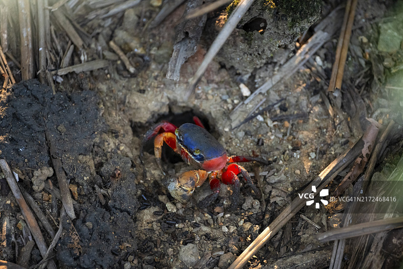 丑角蟹，曼努埃尔·安东尼奥国家公园，蓬塔雷纳斯区，哥斯达黎加，中美洲图片素材
