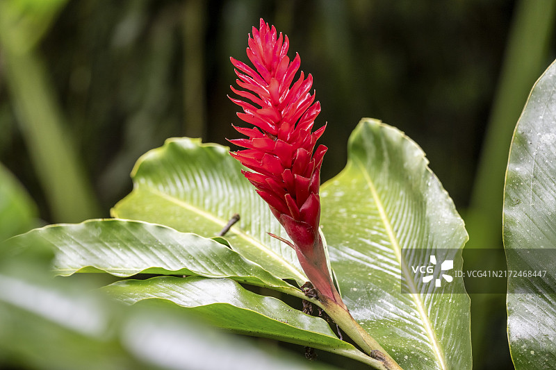 红姜花，红花，拉古纳德乌勒，阿拉胡埃拉省，哥斯达黎加，中美洲图片素材