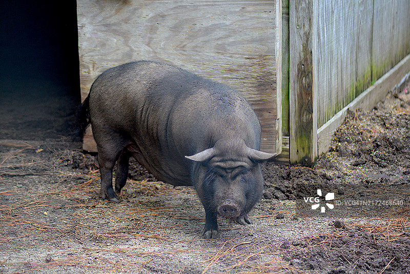 越南大肚猪图片素材