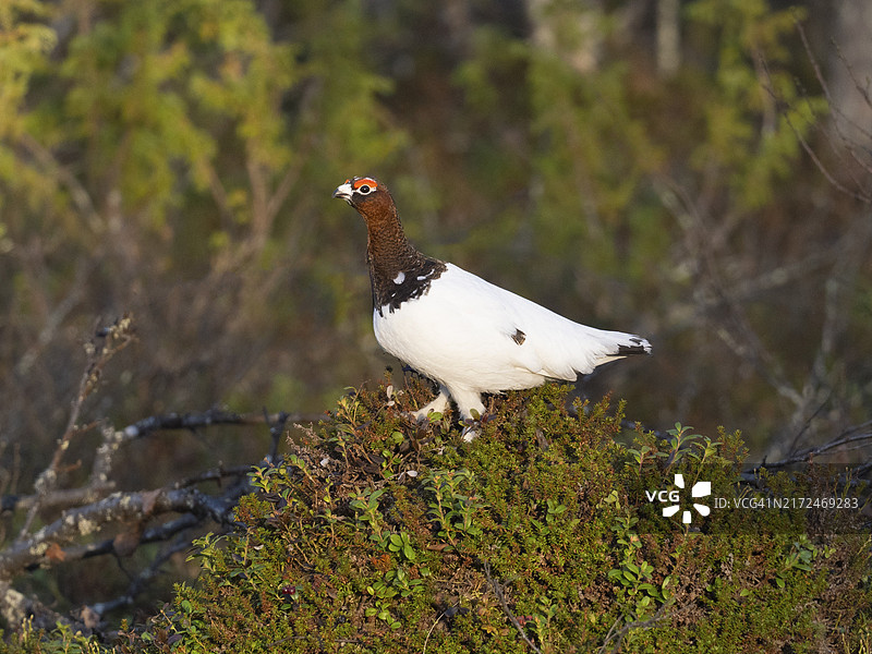 夏季雄性柳雷鸟栖息在树林边缘的小山顶上，芬兰拉普兰，五月图片素材