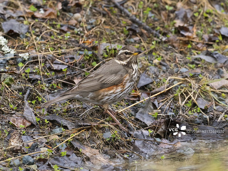 红翼鸫在地面上觅食，五月，芬兰拉普兰图片素材
