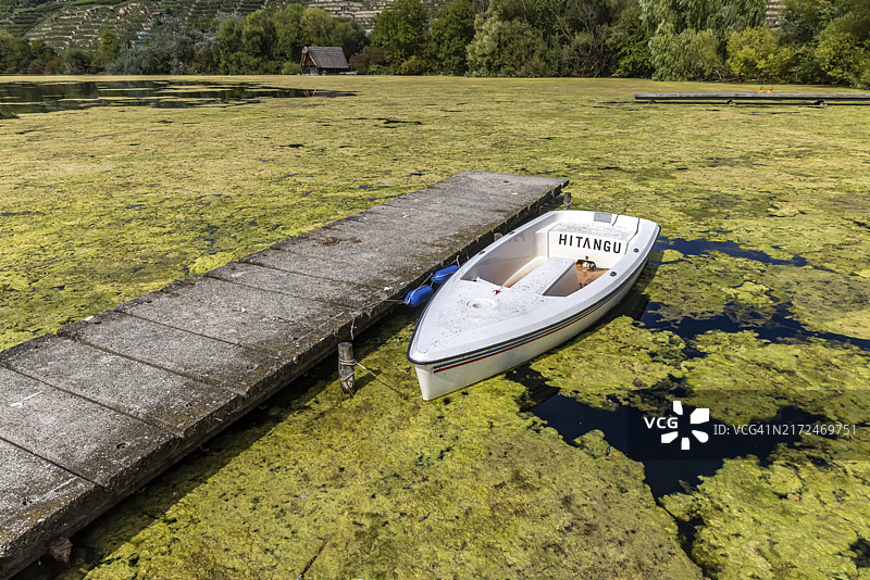 金鱼藻几乎覆盖了斯图加特的整个湖面，现用割草船移除水生植物，以便再次进行水上运动。今年金鱼藻的生长尤为显著。斯图加特图片素材
