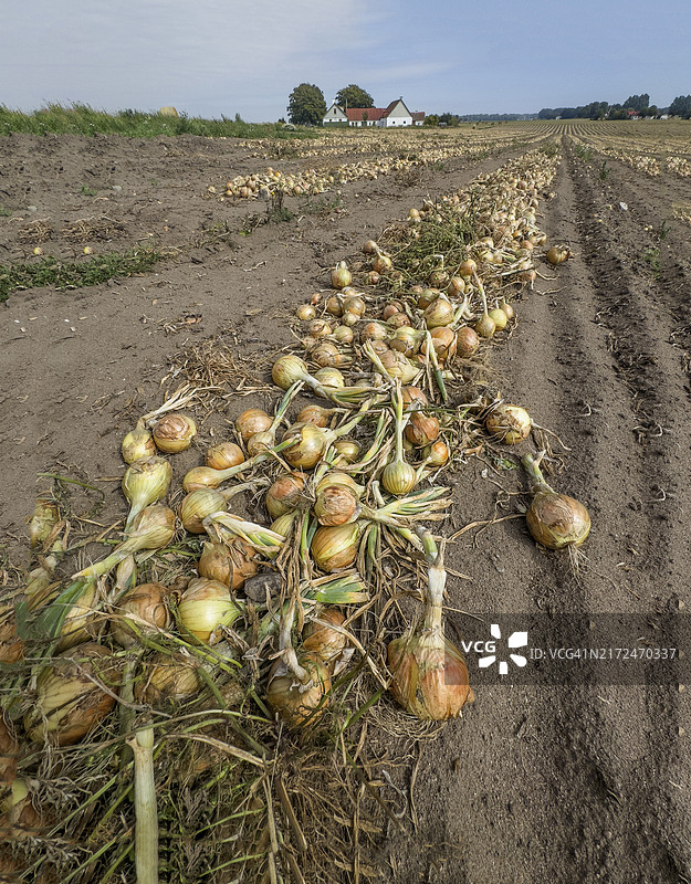 瑞典斯科讷地区田野里成排晾晒的黄色洋葱图片素材