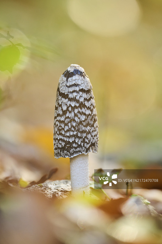 秋季德国巴伐利亚森林中的鹊菇图片素材