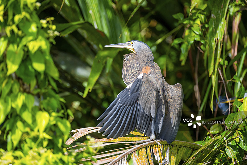 在哥斯达黎加托尔图格罗国家公园树上的裸喉虎鹭图片素材
