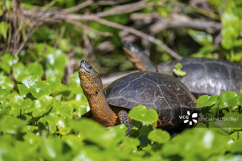 中美洲黑木纹龟图片素材