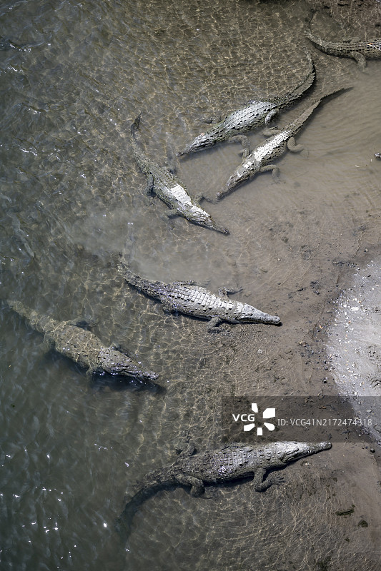 从上方俯视，在哥斯达黎加蓬塔雷纳斯省卡拉拉国家公园塔科莱斯河中游泳的美洲鳄图片素材