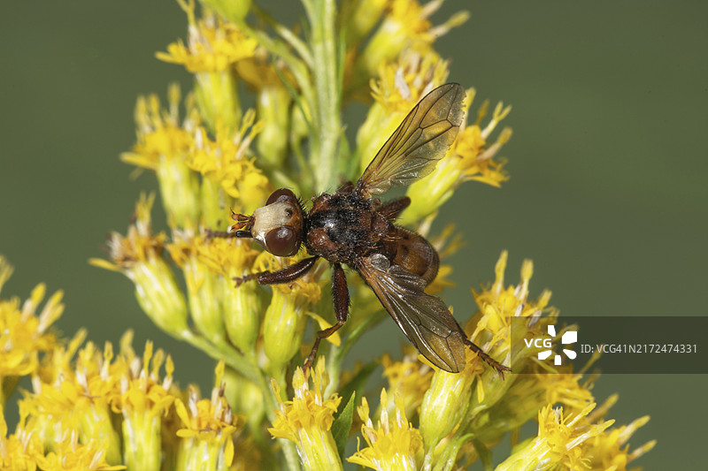 德国巴登-符腾堡加拿大一枝黄花上的宽额皱腹茧蜂（Sicus ferrugineus）图片素材