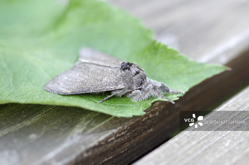 黄绒蛾图片素材