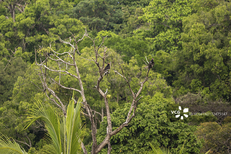 两只红头美洲鹫栖息在枯树上，位于哥斯达黎加蓬塔雷纳斯省奥萨半岛科科瓦多国家公园图片素材