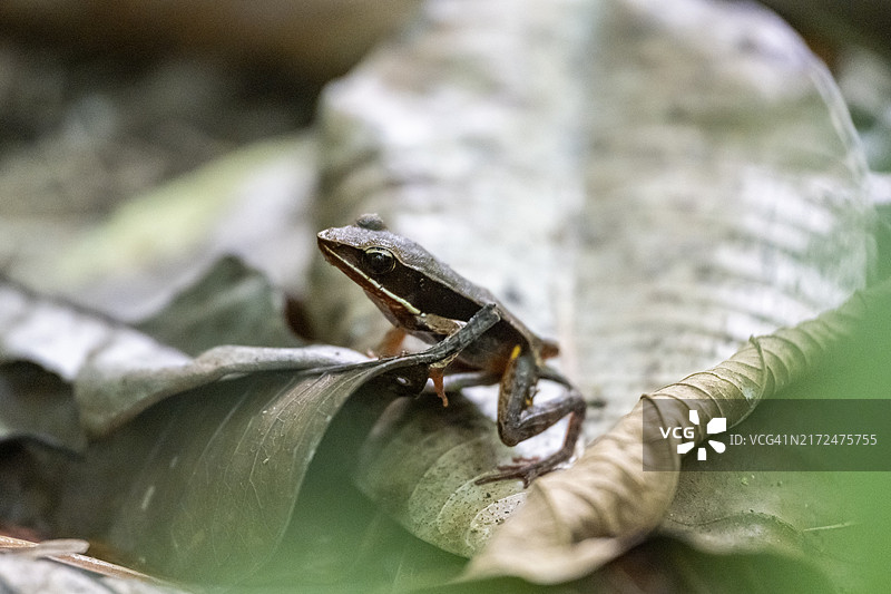 瓦氏蛙：热带雨林中的小型棕色蛙图片素材