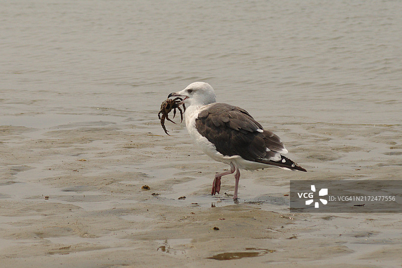 海鸥抓着螃蟹图片素材
