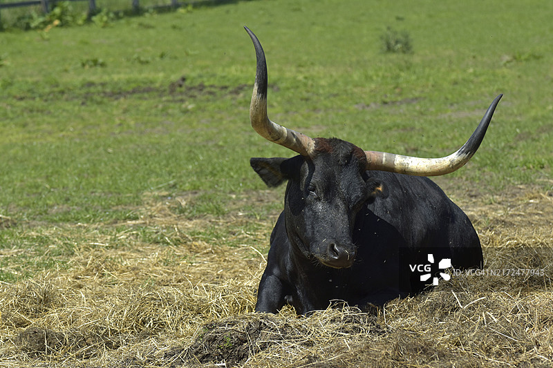 欧洲野牛图片素材