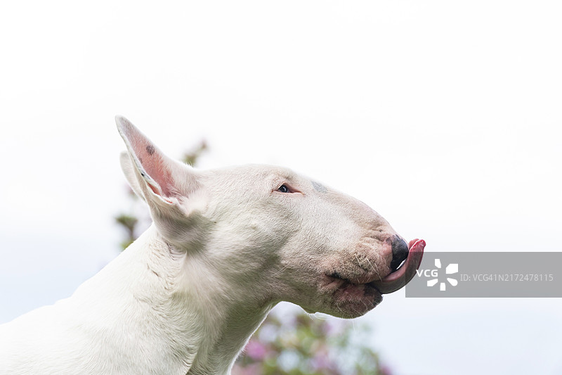 吐舌头的白色斗牛梗犬滑稽写真图片素材
