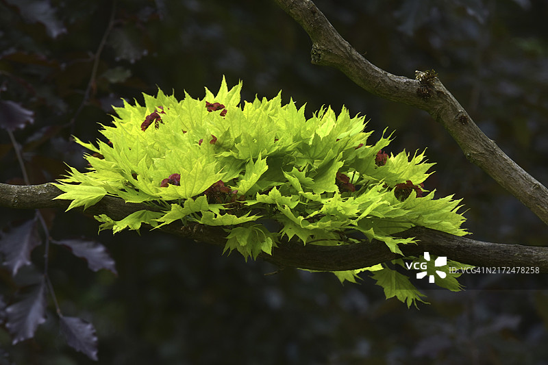 柔毛日本枫树图片素材