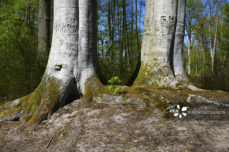 老山毛榉树图片素材