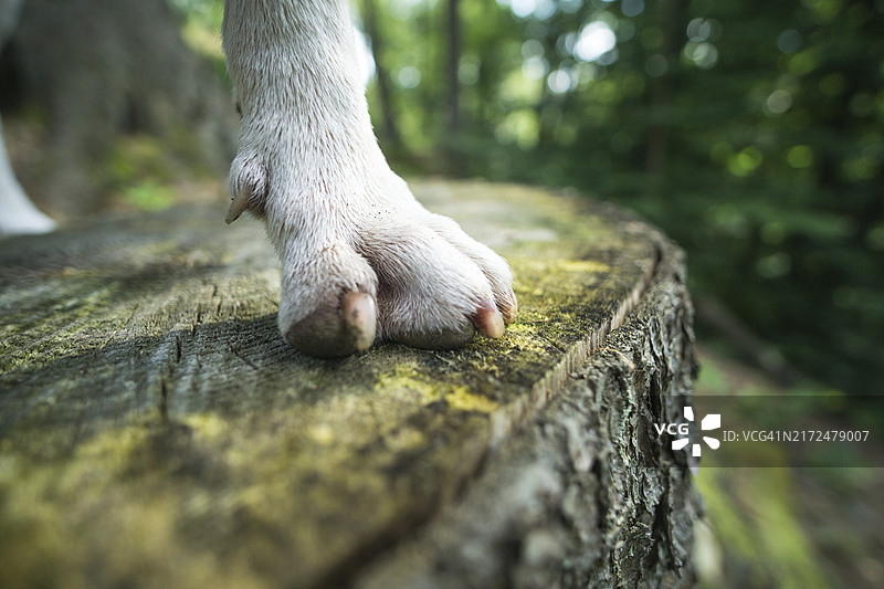 狗狗爪子在木凳上的特写图片素材