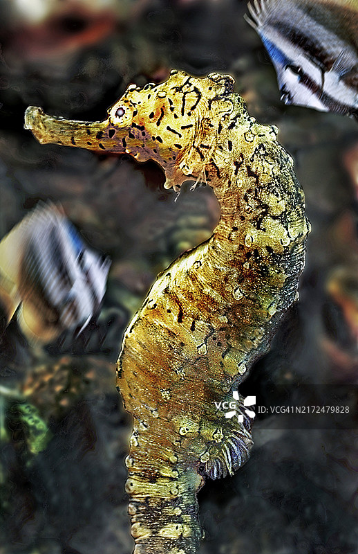 海马，泰国普吉岛斯米兰群岛图片素材