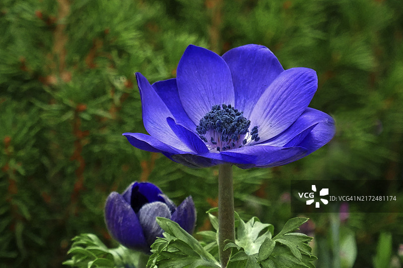 蓝色海葵图片素材