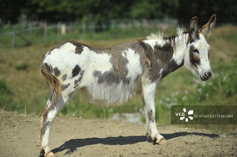豪塞尔图片素材