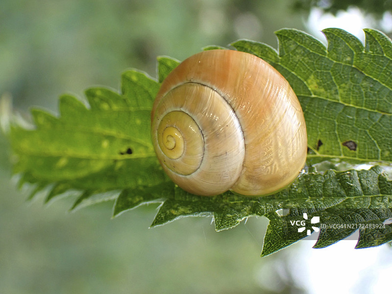 黄色蜗牛壳（腹足纲动物），德国北莱茵-威斯特法伦图片素材