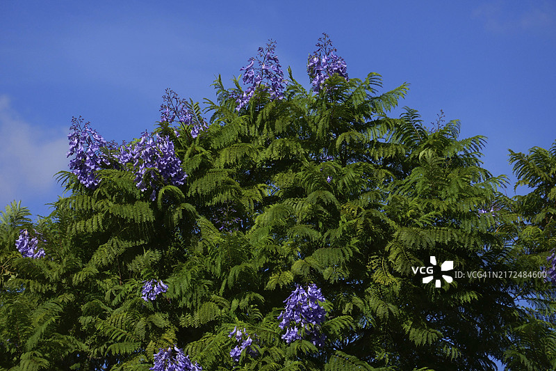 红木树图片素材