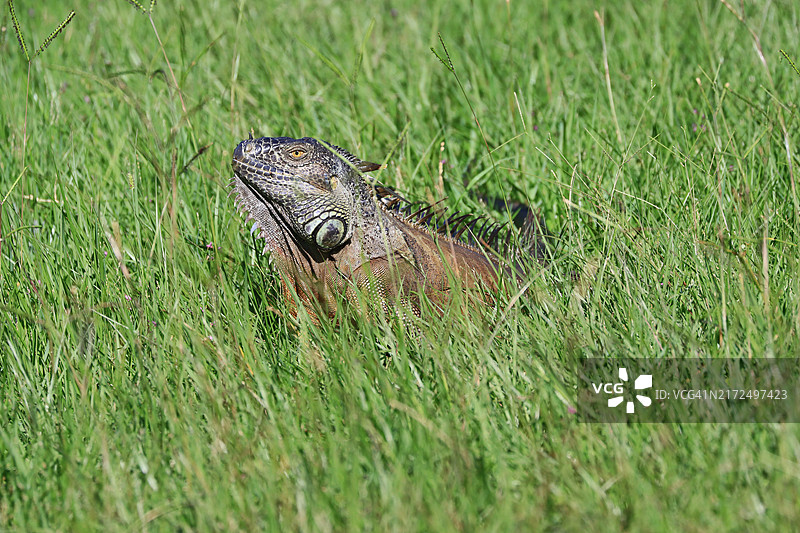 佛罗里达南部湿地草地上的孤独鬣蜥图片素材