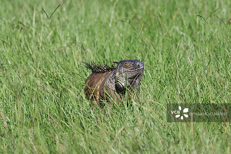 佛罗里达南部湿地草地上的孤独鬣蜥图片素材