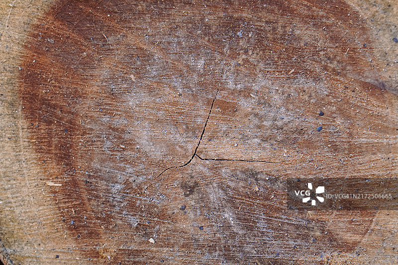 树木髓心的原木横截面图片素材