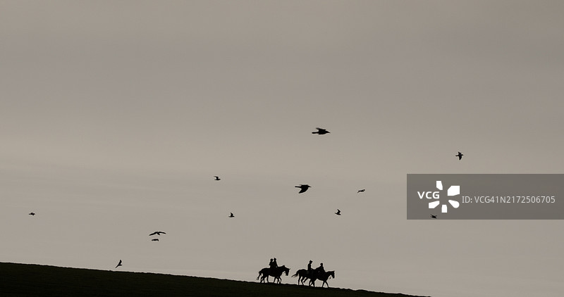 训练中的赛马图片素材