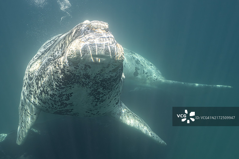 在阿根廷巴塔哥尼亚海岸附近，罕见的白色南方露脊鲸幼崽在海面下休息图片素材
