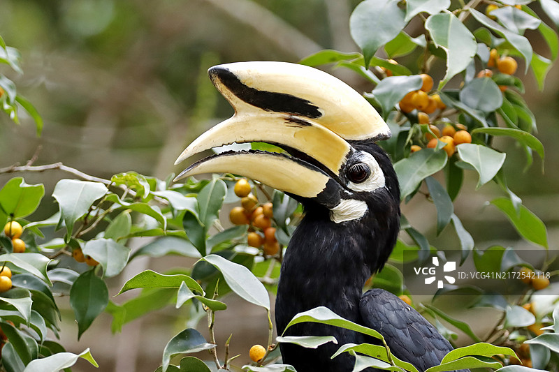 栖息在树上的泰国美丽的白斑弯嘴犀鸟图片素材