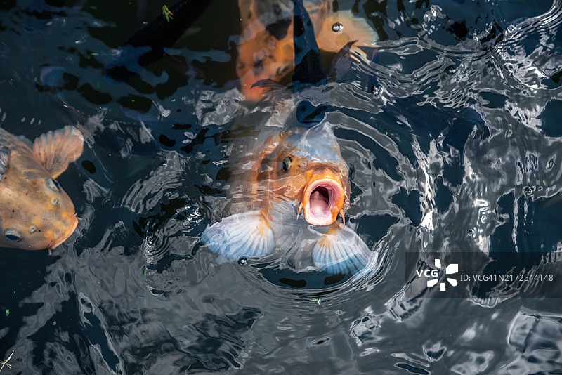 巴厘岛Tirta Gangga水宫内的彩色喷泉鱼图片素材