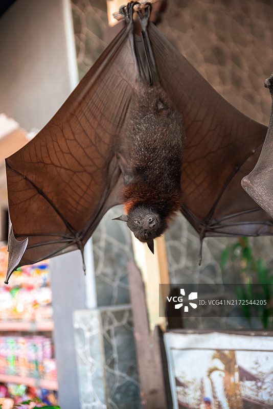 巴厘岛提尔塔冈加寺入口处悬挂的巨型蝙蝠图片素材