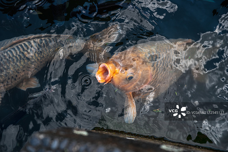 巴厘岛Tirta Gangga水宫内的彩色喷泉鱼图片素材