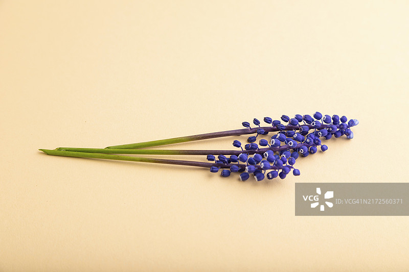 蓝色葡萄风信子图片素材